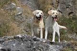 LABRADOR 098
